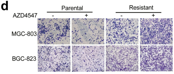 Correction: Resistance to FGFR1-targeted therapy leads to autophagy via TAK1/AMPK activation in gastric cancer