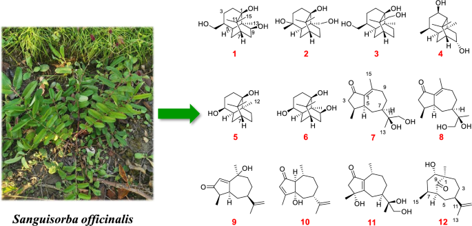 New patchoulol- and guaiane-type sesquiterpenoids from  with anti-melanogenic activity