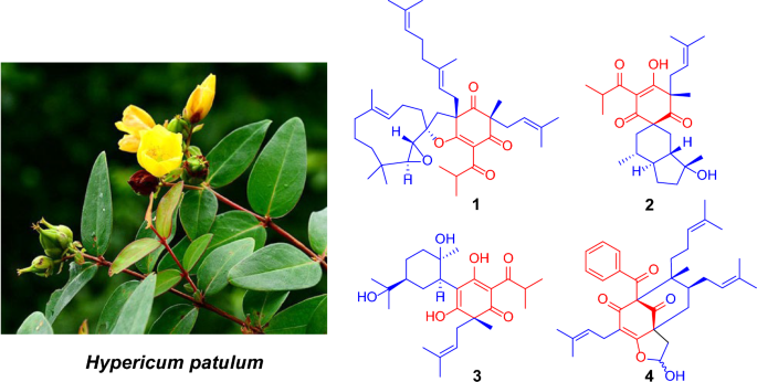 Prenylated acylphloroglucinols from the fruits of