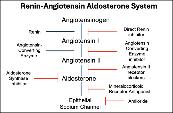 Combined Aldosterone Synthase and SGLT2 Inhibition: A Recipe for Success in CKD with Uncontrolled Blood Pressure?