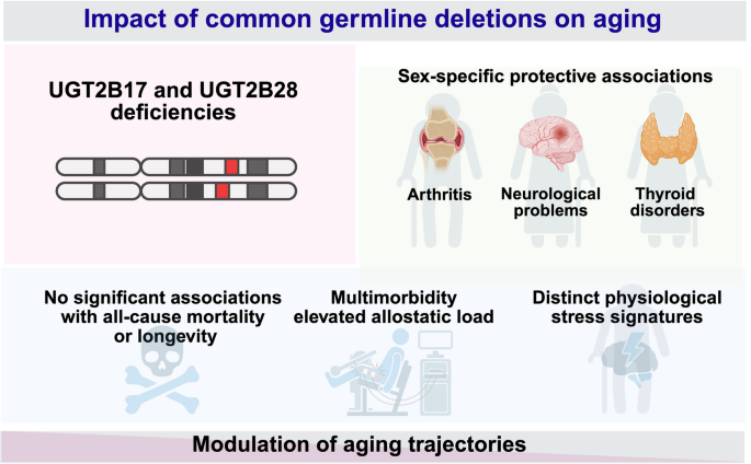 Exploring the association between common genetic deletions and aging: insights from the Canadian Longitudinal Study on Aging