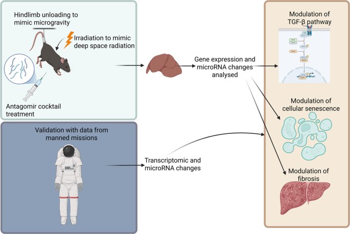 Space radiation and microgravity as models of accelerated aging: modulation of hepatic miRNA-TGF-β networks associated with senescence and fibrosis