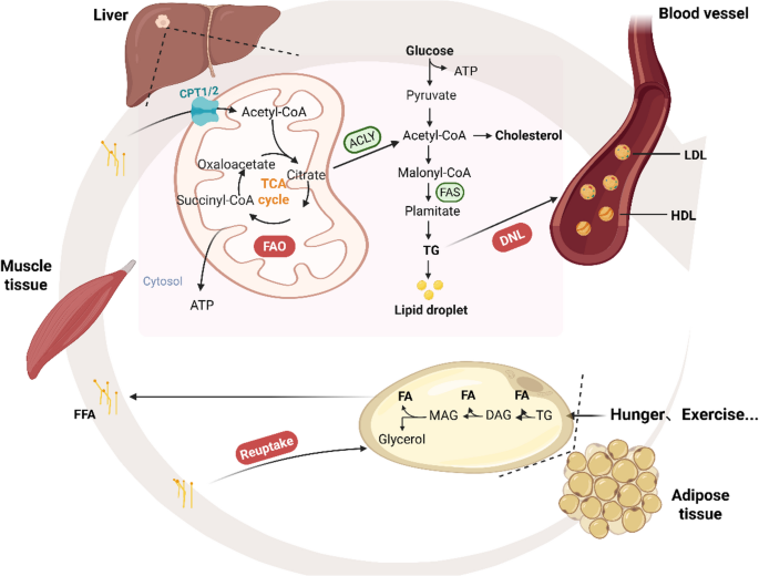 Lipid Metabolic Disorders: a Pivotal Driver in Type 2 Diabetes Mellitus Pathogenesis
