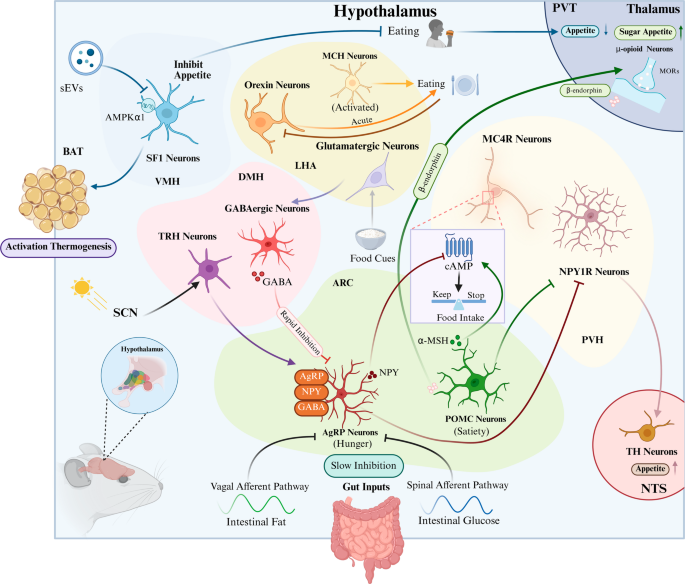 Synergistic Intervention for Obesity: Integrating Central Appetite Regulation and Peripheral Energy Expenditure