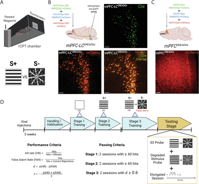 Top-down control of sustained attention by medial prefrontal cortex—locus coeruleus (mPFC-LC) projection neurons during the rodent continuous performance test (rCPT)