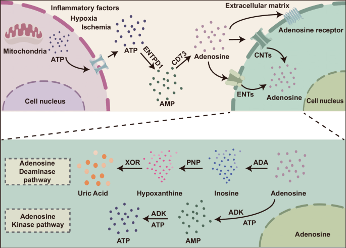 Adenosine receptor signaling in vascular diseases: from molecular mechanisms to targeted therapeutics