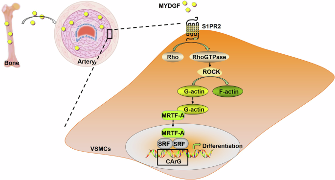 Correction: Myeloid-derived growth factor suppresses VSMC dedifferentiation and attenuates postinjury neointimal formation in rats by activating S1PR2 and its downstream signaling