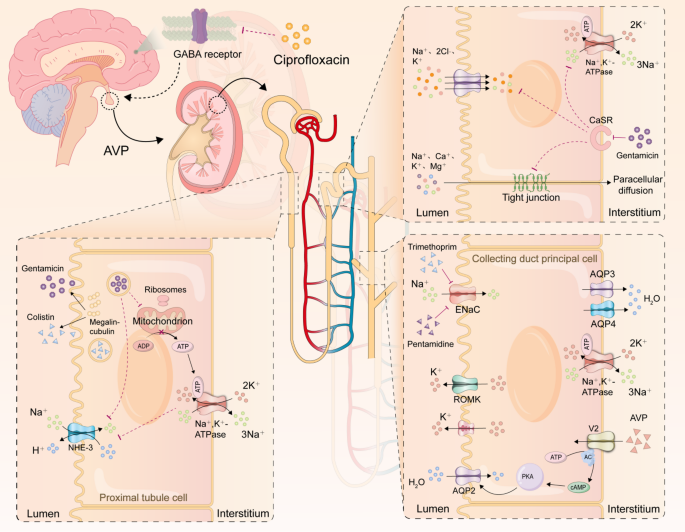 Antimicrobial-induced hyponatremia: pathophysiological mechanisms, implicated agents, and clinical management strategies