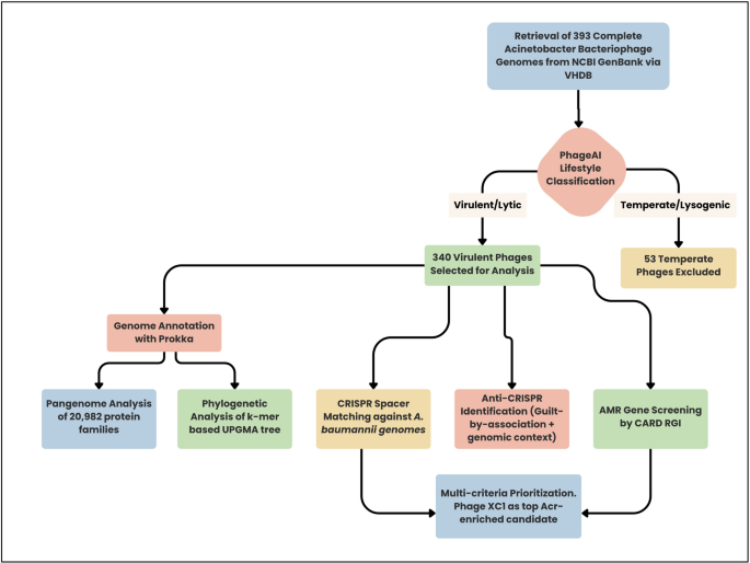 Genomic landscape of 340 virulent  bacteriophages reveals anti-CRISPR–enriched candidates for therapeutic prioritization