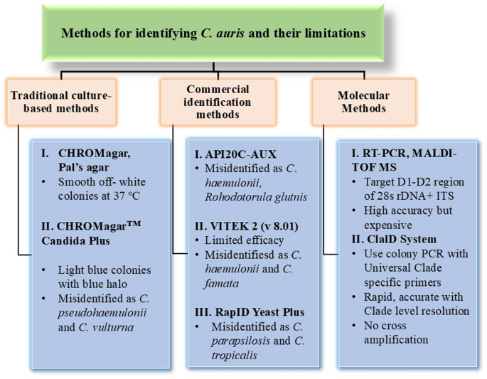 Unraveling clade-specific differences in : evolution, adaptation, and pathogenicity