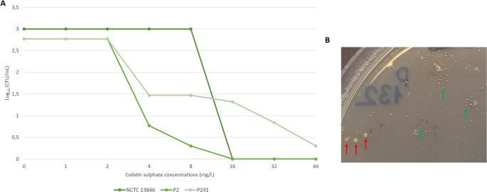 High prevalence of colistin heteroresistance in  bloodstream isolates and associated clinical factors