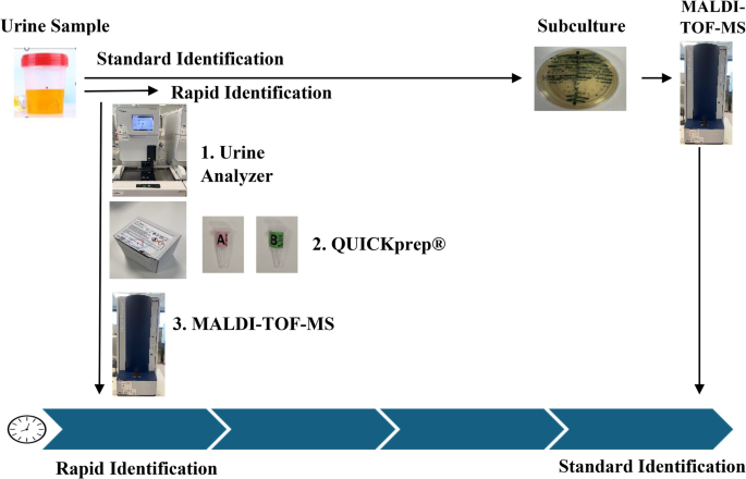 Rapid identification directly from urine using QUICKprep kit