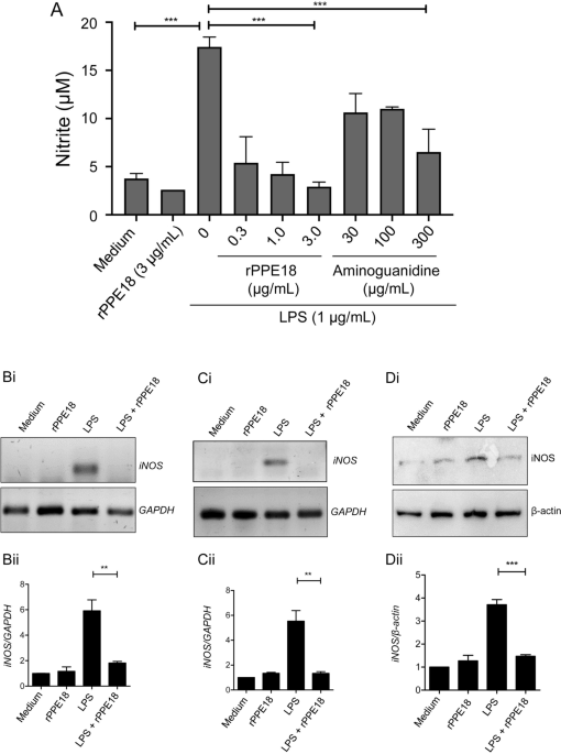 PPE18 protein of  downregulates LPS-induced IgG production by inhibiting nitric oxide synthesis