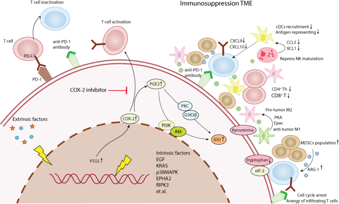 Therapeutic targeting of COX-2 in head and neck cancer: Mechanistic and clinical perspectives