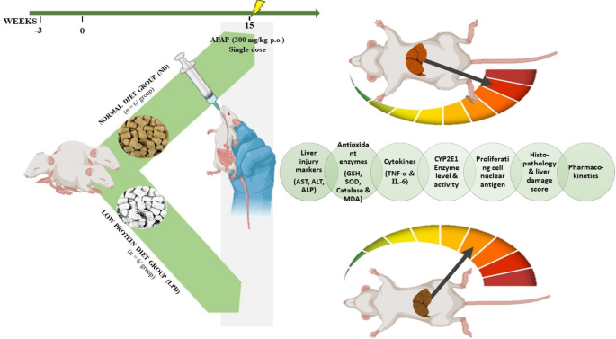 The paradoxical protective effect of malnutrition in acetaminophen-induced liver injury
