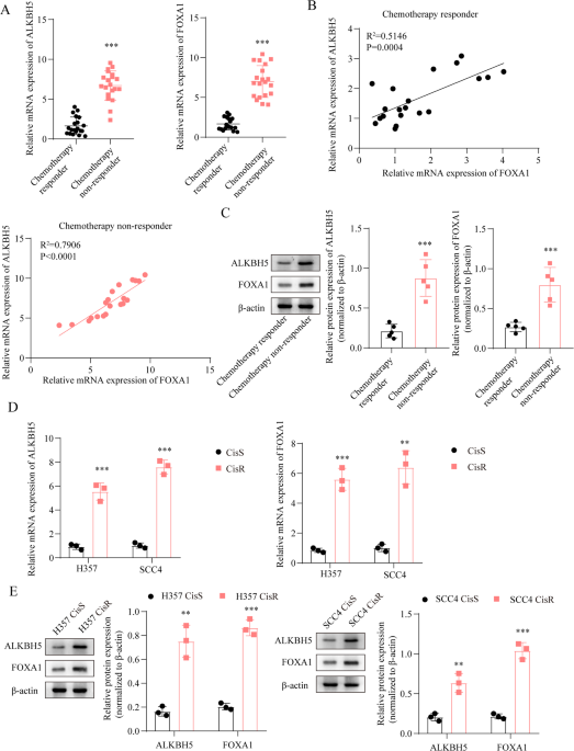 ALKBH5 promotes the progression of cisplatin-resistant oral squamous cell carcinoma by regulating FOXA1 expression via mA RNA methylation