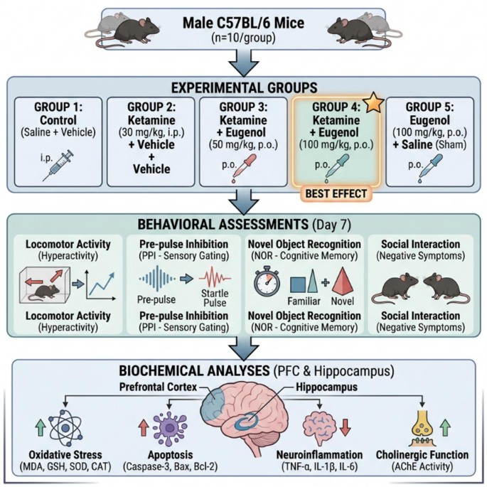 Eugenol mitigates schizophrenia-like behavioral deficits, oxidative stress, apoptosis, neuroinflammation, and cholinergic dysfunction in ketamine-induced mice