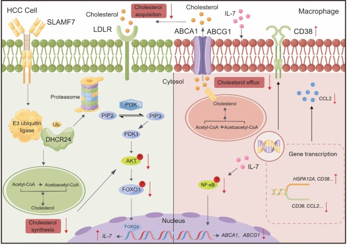 Suppression of macrophage membrane cholesterol efflux by SLAMF7-induced IL-7 signaling improves immunotherapy efficacy in hepatocellular carcinoma