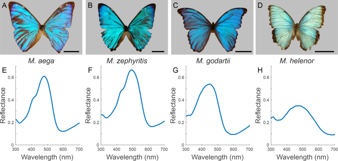 Iridescence, polarisation and directionality of  butterfly displays