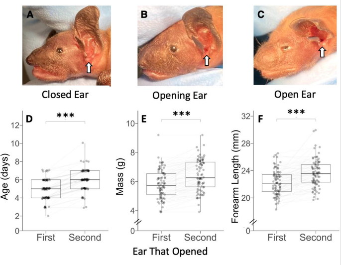 A tale of two ears: development of binaural auditory processing in the big brown bat