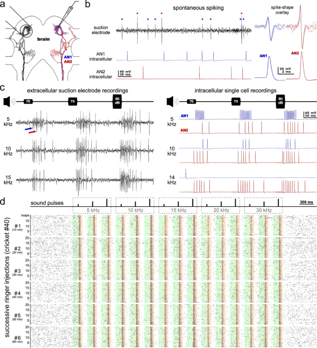 Flupyradifurone impairs the processing of sound signals by the ascending interneurons AN1 and AN2 that convey auditory information to the cricket brain