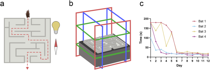 Echolocating free-tailed bats use vision and hearing but not magnetoreception when navigating a maze