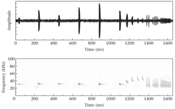 Reflections on the neural processing of echoes for distance information in echolocating bats