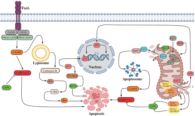 The Role of Nitric Oxide and Hydrogen Sulfide in Regulating the Expression of Pro- and Anti-Apoptotic Genes in Trauma to the Central and Peripheral Nervous System