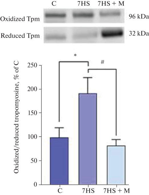 Antioxidant Mito-TEMPO Partially Prevents Atrophy of the Rat Soleus Muscle after 7 Days of Functional Unloading