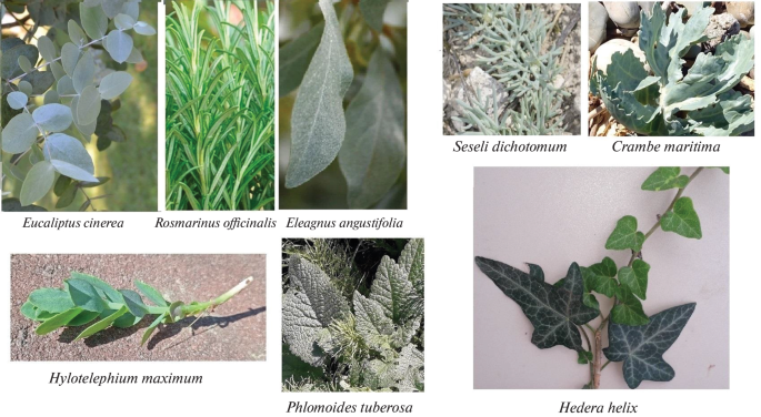 Cells of Azulene-Containing Plants: Spectral Studies