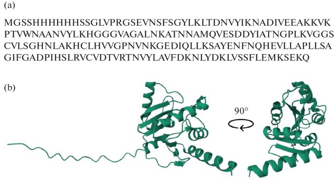 X-Domain of nsp-3 Protein of the SARS-CoV-2 Coronavirus Is Capable of Deforming Membranes and Initiating of the Double-Membrane Vesicle Formation Depending on the Cholesterol Content