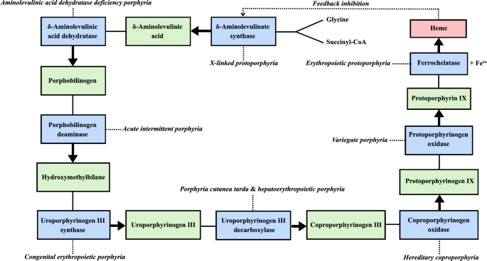 Understanding the Clinical Spectrum of the Cutaneous and Acute Hepatic Porphyrias