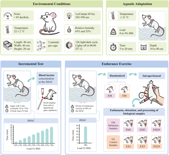 Effects of melatonin on muscle and liver bioenergetic profiles: focus on acylcarnitines following endurance swimming exercise in rats