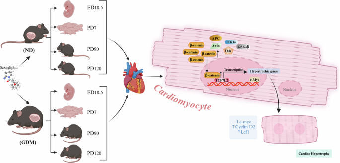Reversal of canonical Wnt/β-catenin signaling pathway attenuates gestational diabetes mellitus-induced offspring cardiac hypertrophy: mechanistic insights into pathological remodeling