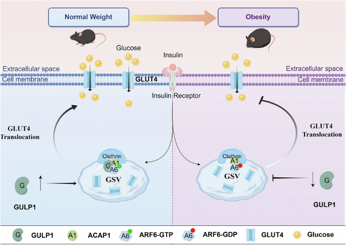 GULP1 enhances GLUT4 translocation by counteracting ACAP1–ARF6 inhibition
