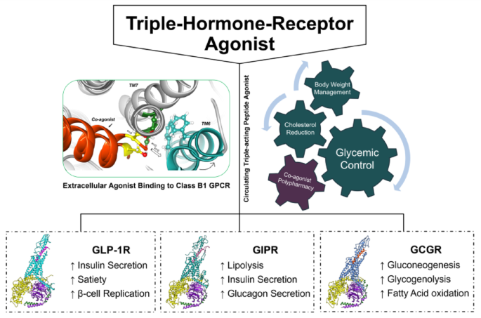 Design of a metabolically-stable peptide therapeutic with triple-hormone-receptor agonist activity