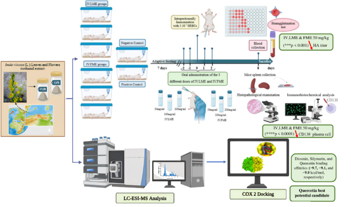 Immunomodulatory activity of  (L.) compounds identified via LC–ESI–MS and their COX-2-targeted anti-inflammatory potential: in vitro, in vivo and in silico analysis