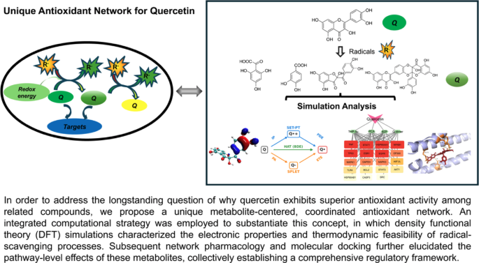 Oxidation-derived metabolites sustain the antioxidant network of quercetin