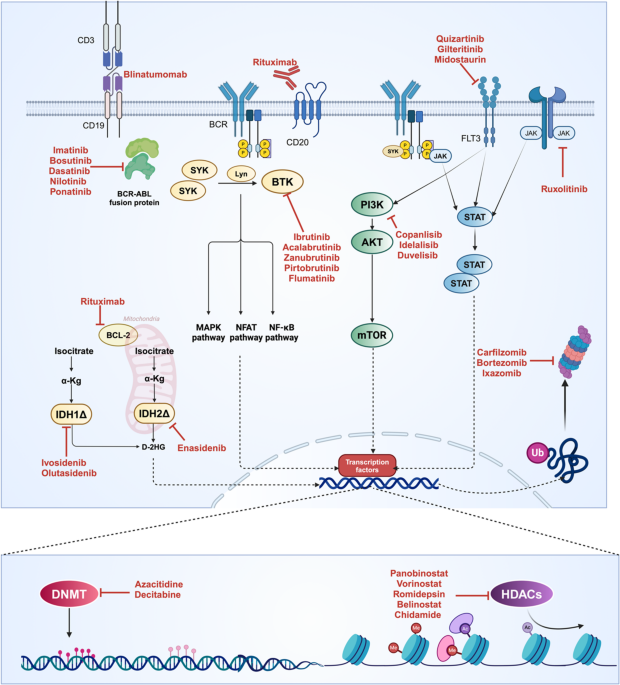 Cardiotoxicity of Targeted Therapies in Hematologic Malignancies: From Molecular Mechanisms to Clinical Management