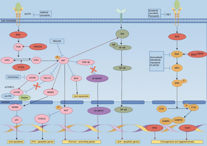 Recent Advances in Neoadjuvant Treatment of Anaplastic Thyroid Carcinoma: A Narrative Review