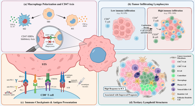 The Immunological Landscape of the Tumor Microenvironment: Implications for Immunotherapy of Unresectable and Metastatic Soft Tissue Sarcomas