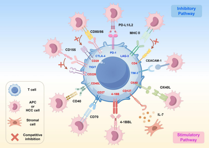 Breakthroughs in HBV-related HCC Therapy: The Unmatched Potential of Immune Checkpoint Inhibitors