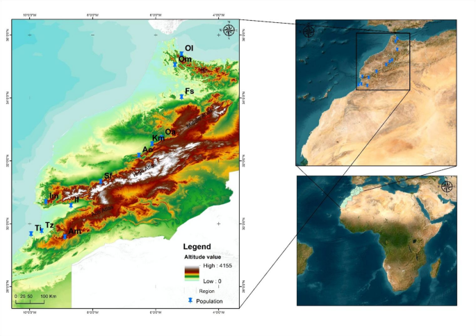 Assessing the efficiency of high-resolution melting, conventional PCR, and capillary electrophoresis in SSR marker-based genotyping of carob populations