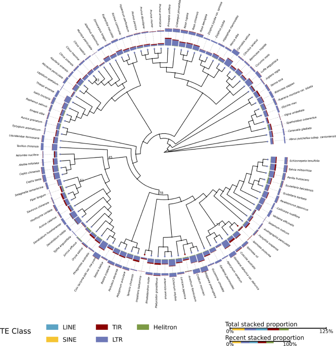 Repeatome divergence and recent LTR retrotransposon dynamics in phylogenetically diverse medicinal plant genomes