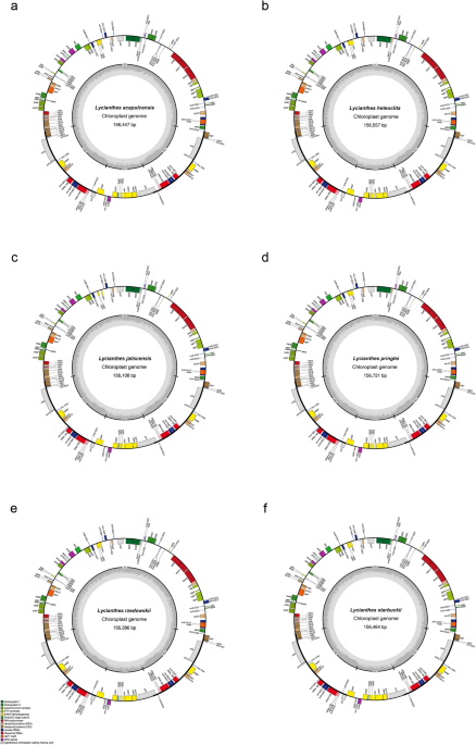 The  plastome and its comparison with  (Capsiceae, Solanaceae)