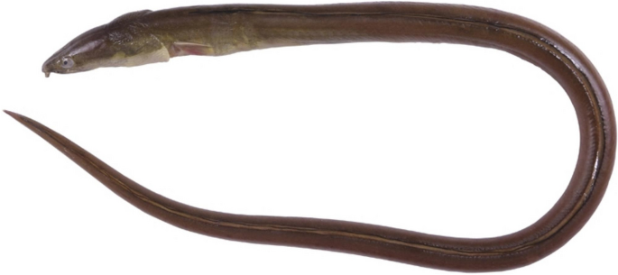 A preliminary whole-genome survey of longfin snake eel  (Richardson, 1848)