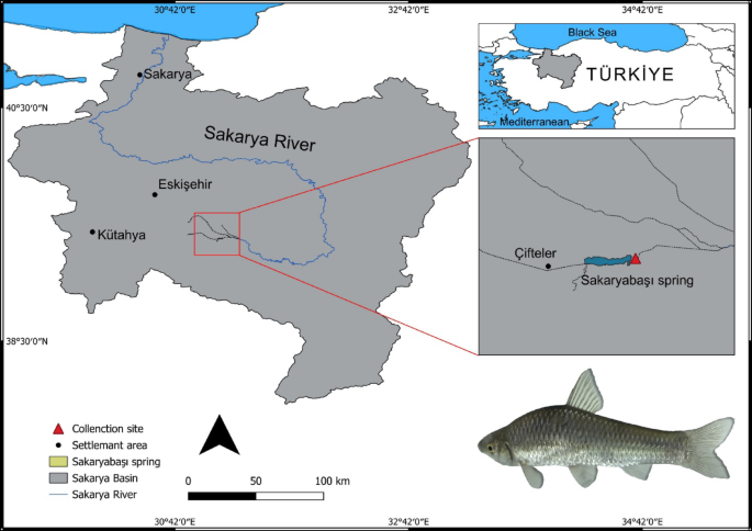 Molecular cytogenetic analysis in  (Cypriniformes: Gobionidae)—important invasive fish species in Türkiye