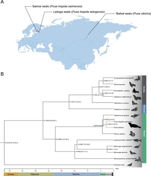 Genomic insights into marine-freshwater transition: evolutionary adaptations in freshwater  seals