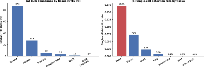 A single-cell cell-of-origin audit of the lncRNA RMST: bulk expression under-represents its broad neural expression and over-attributes a liver biomarker