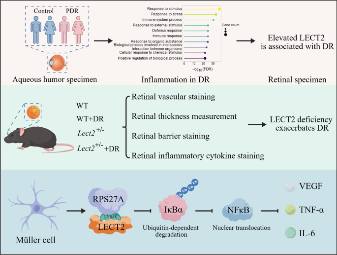 LECT2–RPS27A interaction involving Lys48 attenuates neuroinflammation in diabetic retinopathy